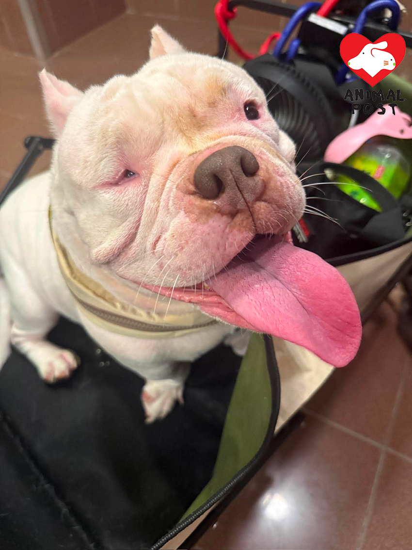 狗主形容矇豬性格溫馴,和惡犬完全扯不上關係。