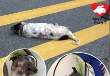 24歲老狗屯門慘被車撞傷 狗主聲稱走失一年更即場棄養