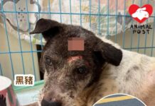 24歲老狗遇車禍兼被棄養 今精神好轉有胃口吃東西