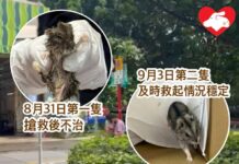 旺角花墟四日內兩倉鼠先後被遺棄 一倉鼠不幸離世