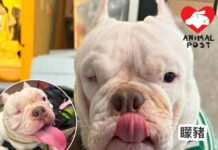 突被視為格鬥狗隻狗主急安排絕育 先天缺陷美國惡霸犬麻醉時不幸身亡