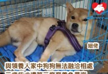 與領養人家中狗狗無法融洽相處 三歲柴犬遭第三度棄養急尋家