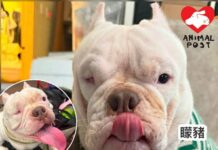 突被視為格鬥狗隻狗主急安排絕育 體弱美國惡霸犬麻醉時不幸身亡