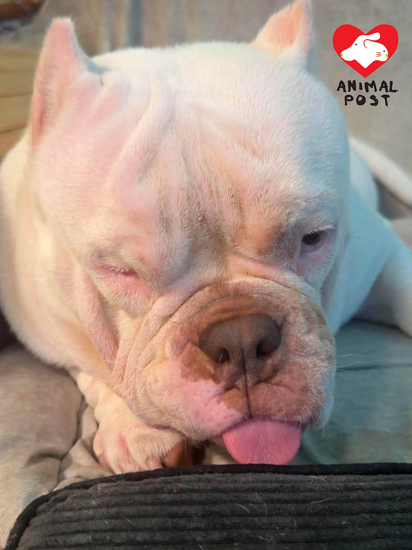 狗主盼為美國惡霸犬平反。