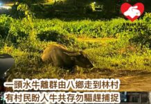 一頭水牛離群由八鄉走到林村 有村民盼別驅趕或捕捉