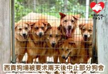 政府要求西貢狗場兩天後中止部分狗舍 約七十狗狗逼在眉睫急尋家