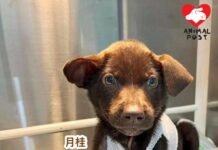 眾多祝福打氣下 一度命危小狗女脫離危險期