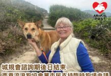 城規會諮詢期後日結束 西貢流浪狗協會冀市民支持「臨時動物寄養所」申請