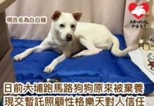 日前大埔跑馬路小狗原來被棄養 現交暫託照顧性格樂天對人信任
