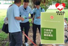 政府擬加重虐待動物及沒牽繩遛大狗罰則 研禁止非醫療原因剪耳剪尾