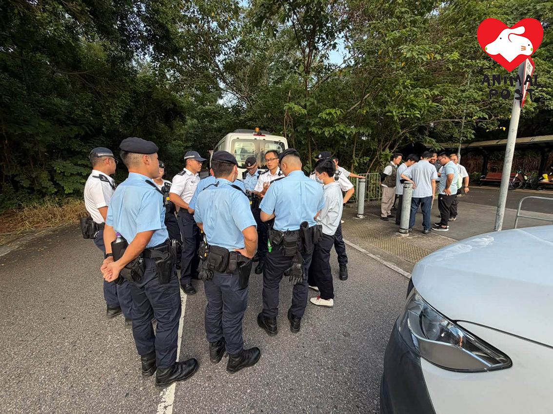漁護署和警方昨日再捕捉多3隻狗狗,被捕捉狗狗增至8隻。