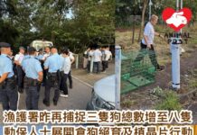 漁護署偕警方昨日捕捉多三隻狗總數增至八隻 動保人士展開倉狗絕育及植晶片行動