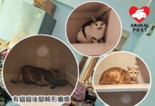 女貓主在家失救離世遺十四隻貓 義工緊急接手安頓尋家