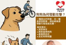 如何避免及應對狗隻攻擊 資深犬隻行為顧問:身體捲曲以手保護頭頸