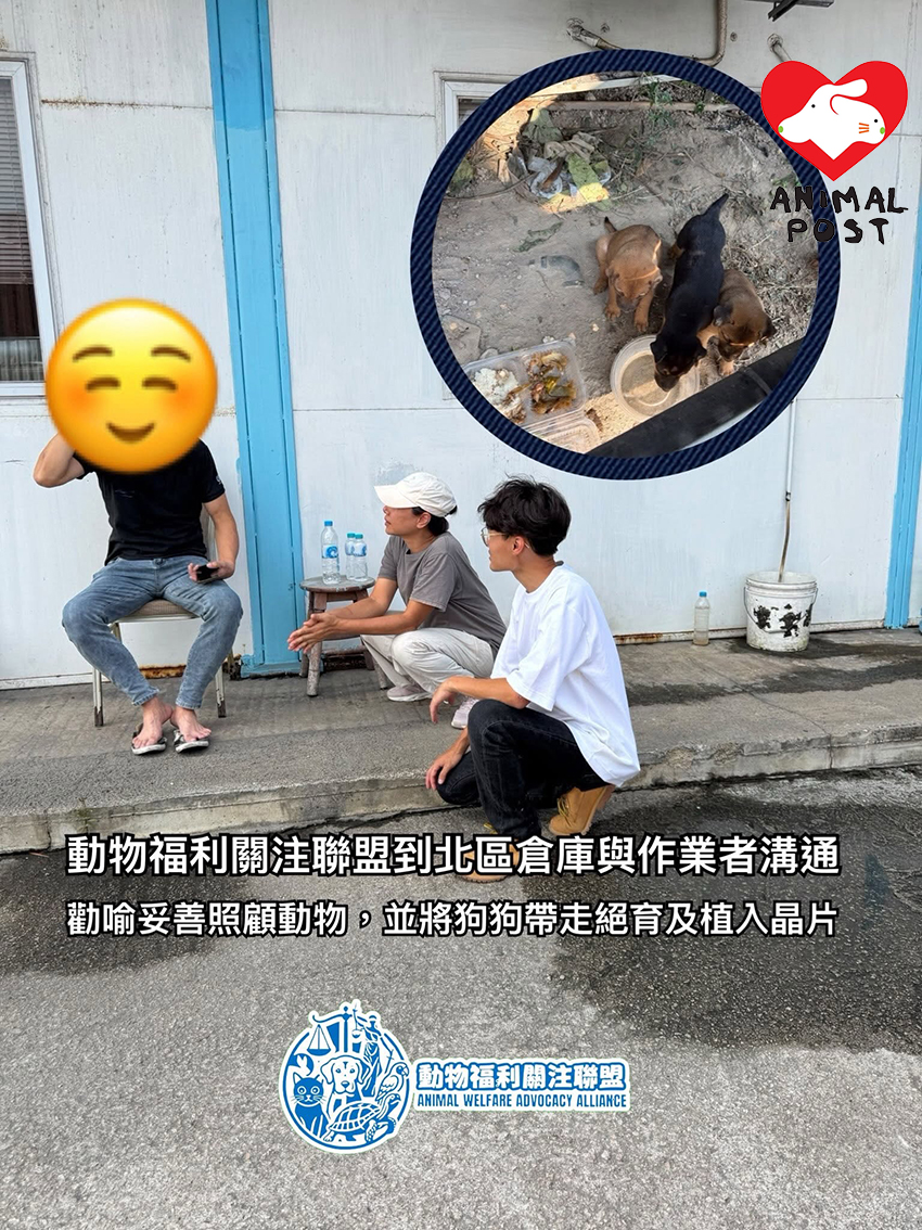 動物福利關注聯盟成員昨日到倉庫展開倉狗絕育及植晶片行動。