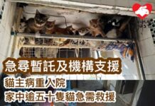 急尋暫託及機構支援!貓主病重入院 家中逾五十隻貓急需救援