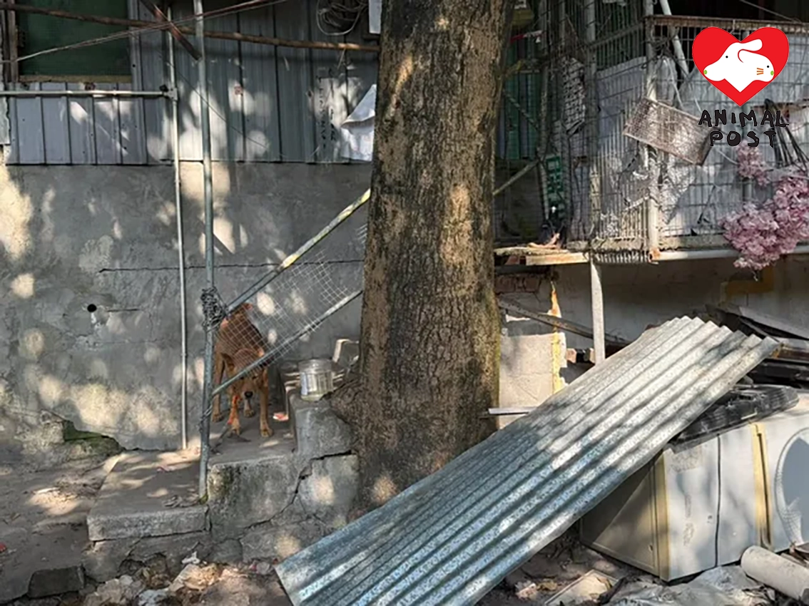 元朗一村屋被收地,狗主將兩狗綁屋外遺棄。