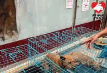 別用錯誤邏輯攻擊動物義工(文:NPV執行主席麥志豪)