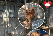 元朗收地兩狗慘被鐵鏈綁屋遺棄 急尋暫託家庭或動物機構收留