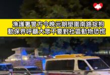 漁護署今晚聯同警方於元朗壆圍南路展開捉狗行動 動保界呼籲大眾不要對社區動物恐慌