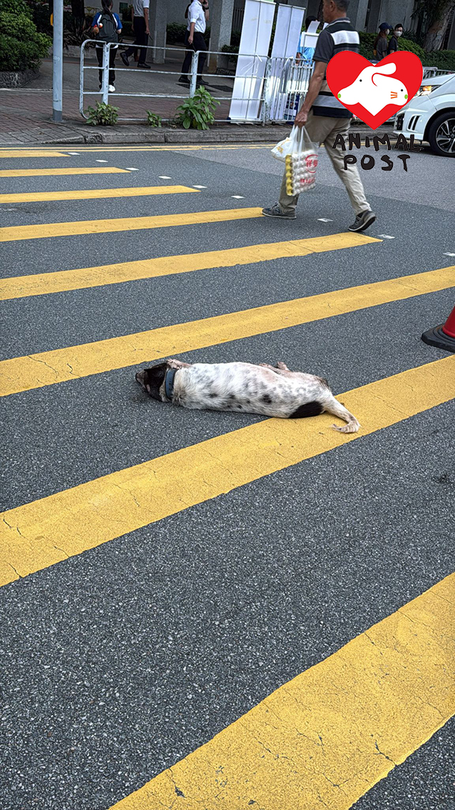 24歲老狗黑豬今日被車撞傷,躺於馬路中心。