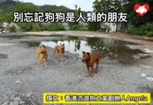 別忘記狗狗是人類的朋友(文:香港流浪狗之家創辦人Angela)