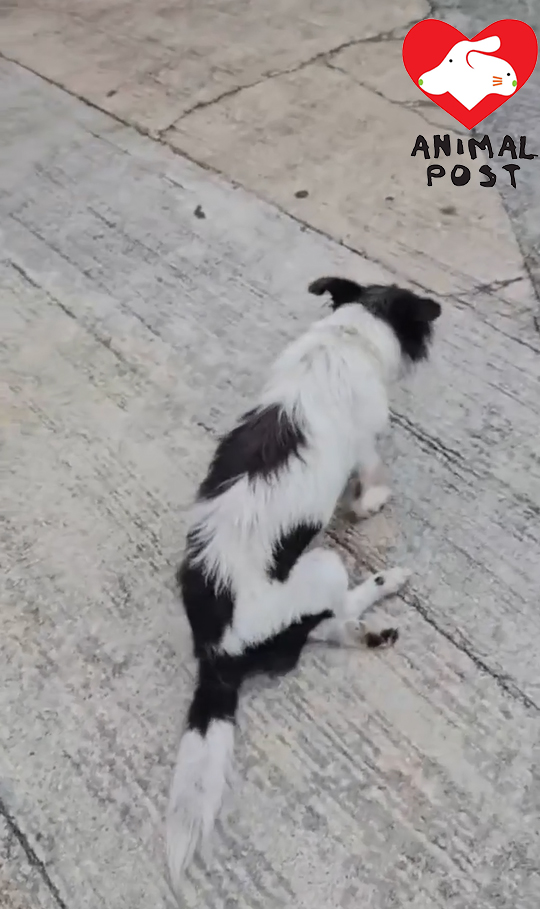 狗狗一度無法站立,只能負傷爬行。