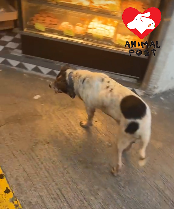 狗狗受傷但清醒,還能站起身。