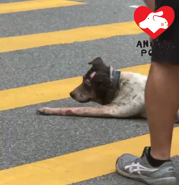 狗狗受傷但清醒,還能站起身。