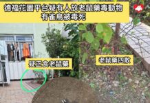 德福花園平台疑有人故意放老鼠藥毒動物 有雀鳥慘被毒死