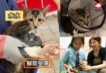 師生齊齊拯救生命 貓貓獲救後被老師領養