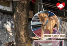 元朗被綁鐵鏈遺棄兩狗 一狗獲拯救一狗失蹤