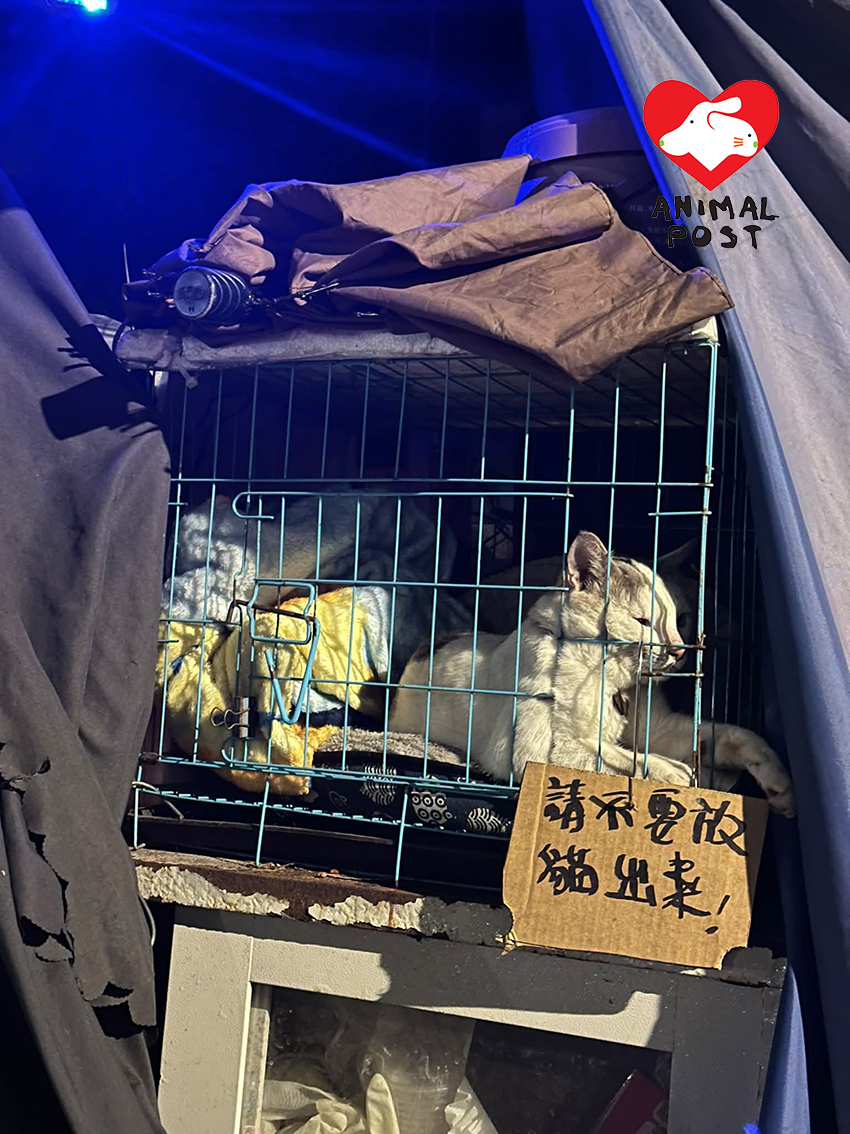 多寶魚在菜檔收舖後被困於狹小籠內。