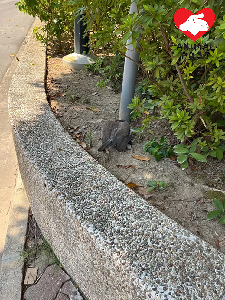 小西灣有人被指以橡筋殺害一隻斑鳩。