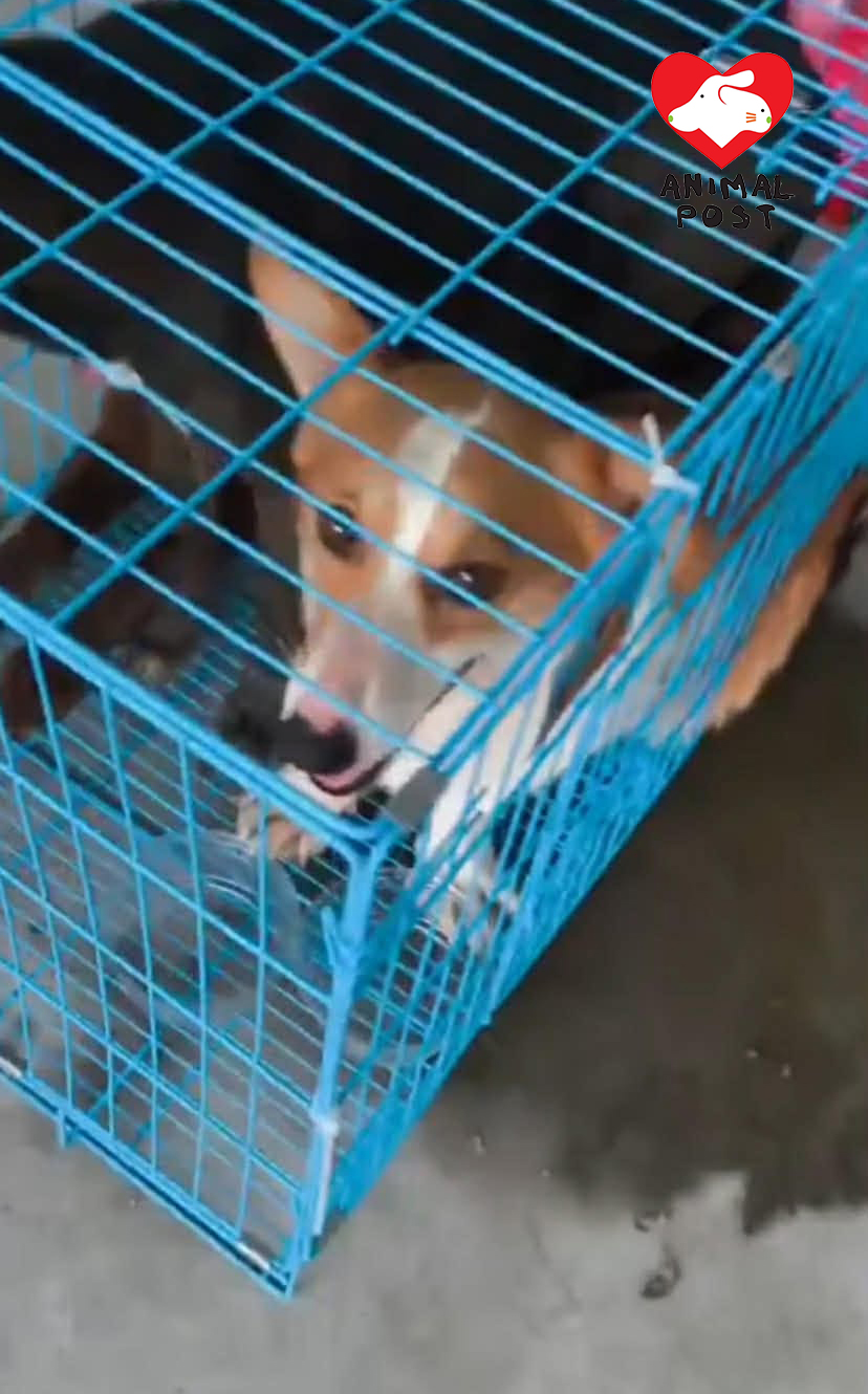 被販運狗狗包括哥基犬。