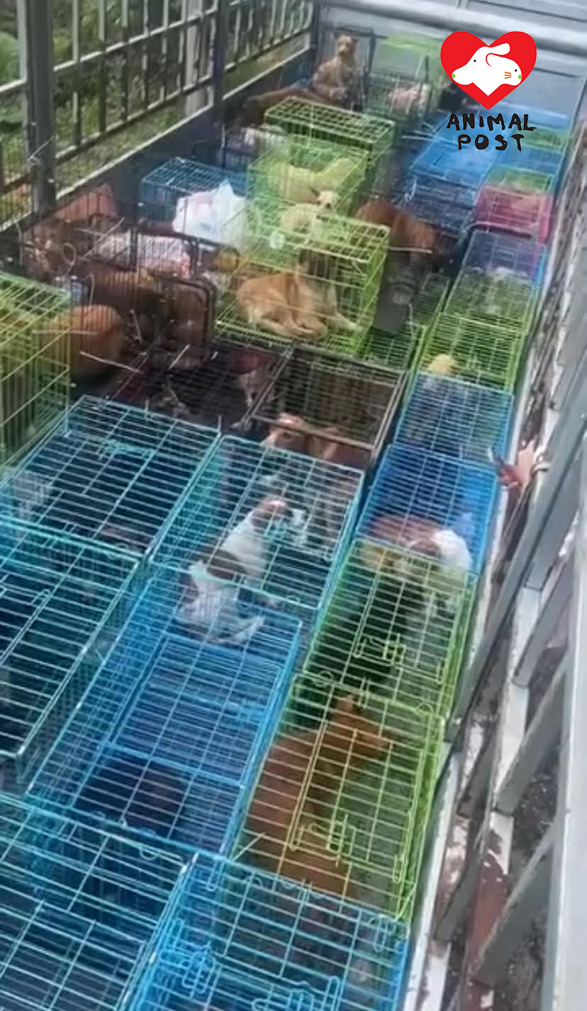 志工和熱心市民努力游說下,終成功救走狗狗們。