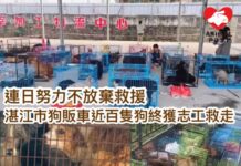 連日努力不放棄救援 湛江市狗販車近百隻狗終獲志工救走