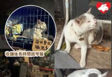 洪水橋菜檔貓日前吸入濃煙留醫 卻遭店主強行帶回困籠 街坊報警下貓貓終交愛協醫治