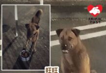 放養狗被漁護署捕捉至今未釋放 性格善良會報恩護送好心人回家
