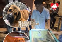 漁護署九月至今於元朗捕捉九隻狗 三狗主被檢控 拉里及太陽仔仍在生