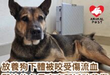 放養狗下體被咬傷大量流血 醫治後急尋家庭暫託助養傷