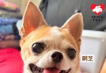 急尋狗狗下落!婆婆相依為命愛犬於南昌被人抱走 每日到商場尋找極傷心