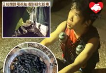 疑於石硤尾公園投毒害貓 涉案男子被控三罪獲准保釋候審
