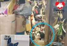獨居長者中風病重 四歲狗狗急尋家
