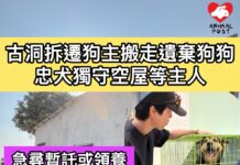 古洞拆遷狗主搬走遺棄狗狗 忠犬獨守空屋等主人 義工救起急尋暫託或領養
