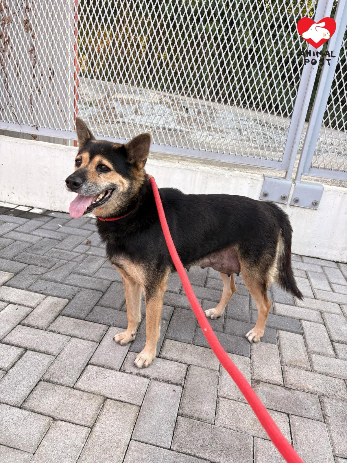 忠犬一直留守空屋。