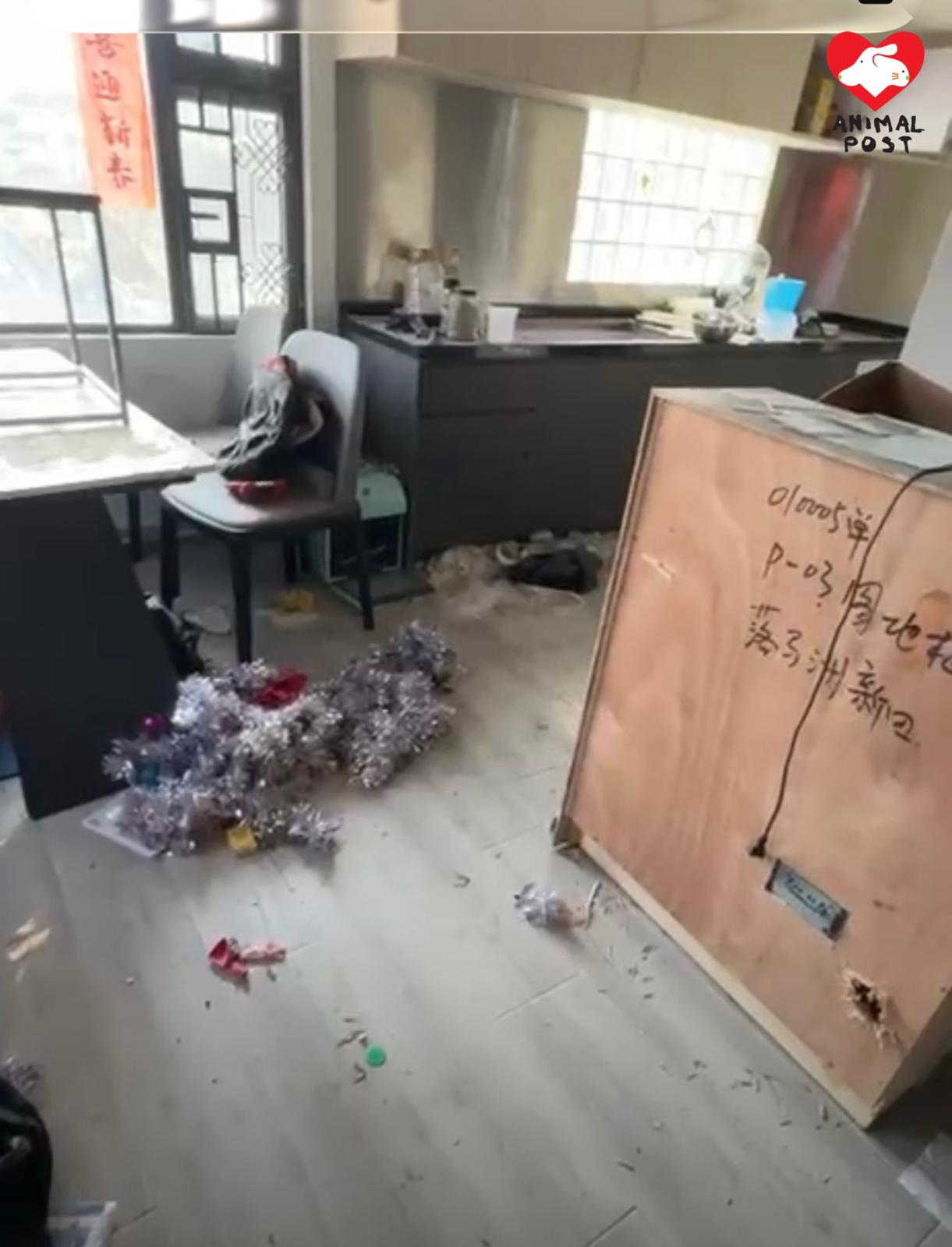 古洞清拆重建,卻有很多貓狗被遺留下來。