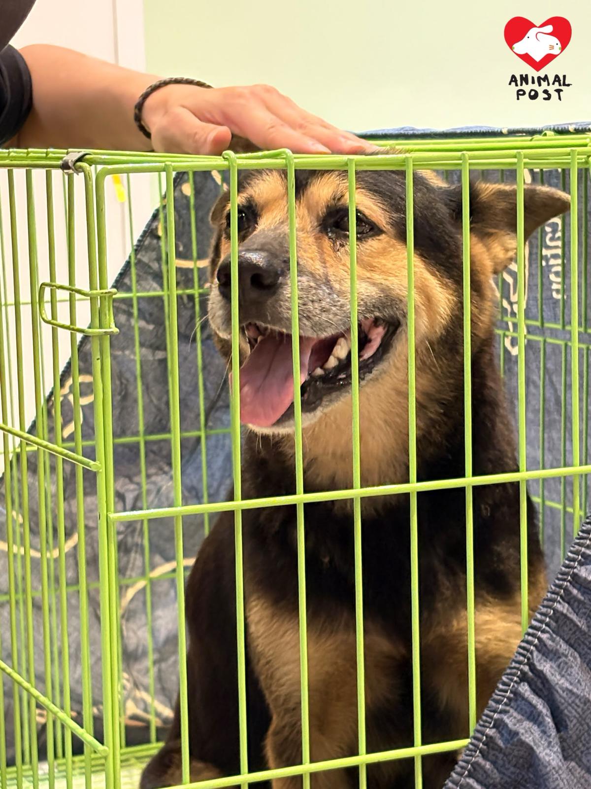 義工希望幫忠犬尋家。