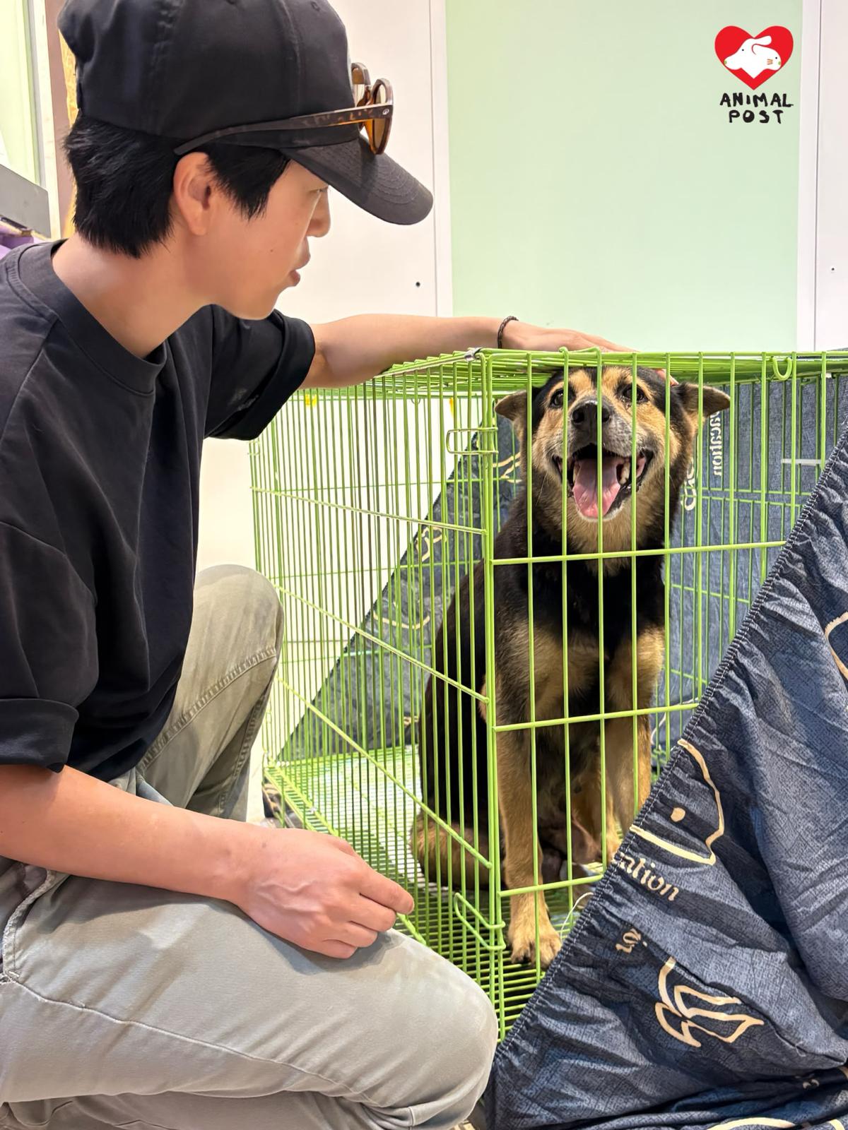 義工希望幫忠犬尋家。