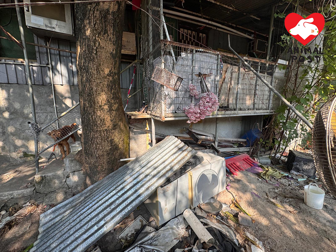 兩狗早前慘被狗主遺棄,用鐵鏈綁在爛屋外。